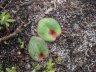 Pyrorchis nigricans-5.jpg